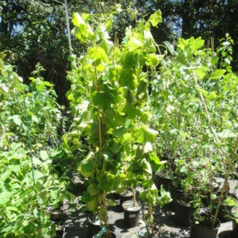 Niagara grape vine plants growing at Maya Gardens, Inc.
