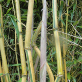 Phyllostachys Spectabilis Bamboo Plant  For Sale For Your Garden