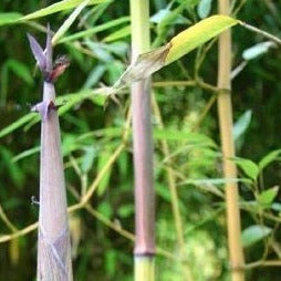 Phyllostachys Harbin Inversa bamboo plant for your home and garden.