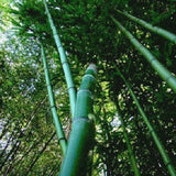 Buy Online Phyllostachys Madake Giant Timber Bamboo PlantForYourGarden