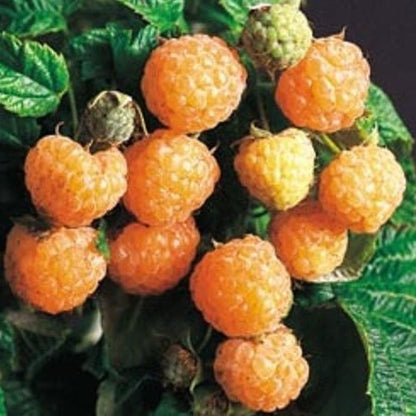 Fall Gold Everbearing Raspberry, great to eat fresh or preserve.