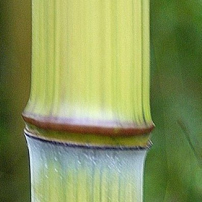 Phyllostachys Harbin Inversa bamboo plant for your home and garden.