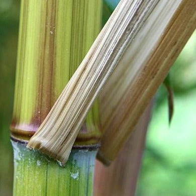 Phyllostachys Harbin Inversa bamboo plant for your home and garden.