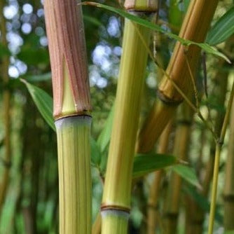 Phyllostachys Harbin Inversa bamboo plant for your home and garden.