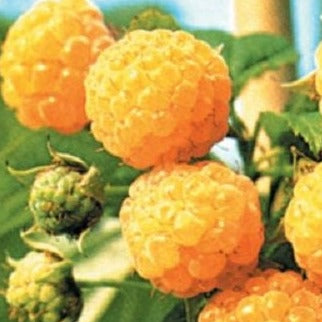 Buy Online Fall Gold Everbearing, Eat Fresh Sweet Yellow Raspberries ...