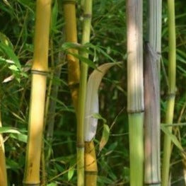 Phyllostachys Harbin Inversa bamboo plant for your home and garden.