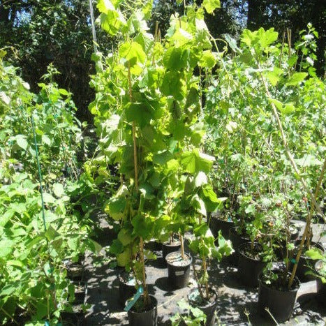 Suffolk Red Grape Vine Growing At Maya Gardens, Inc. , Seedless Sweet Red Fruit 