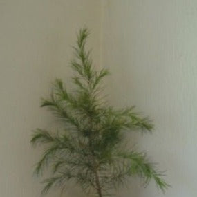 Deodar Cedar, cedrus deodara, conifer, Himalayan cedar