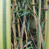 Phyllostachys Spectabilis Bamboo Plant  For Sale For Your Garden