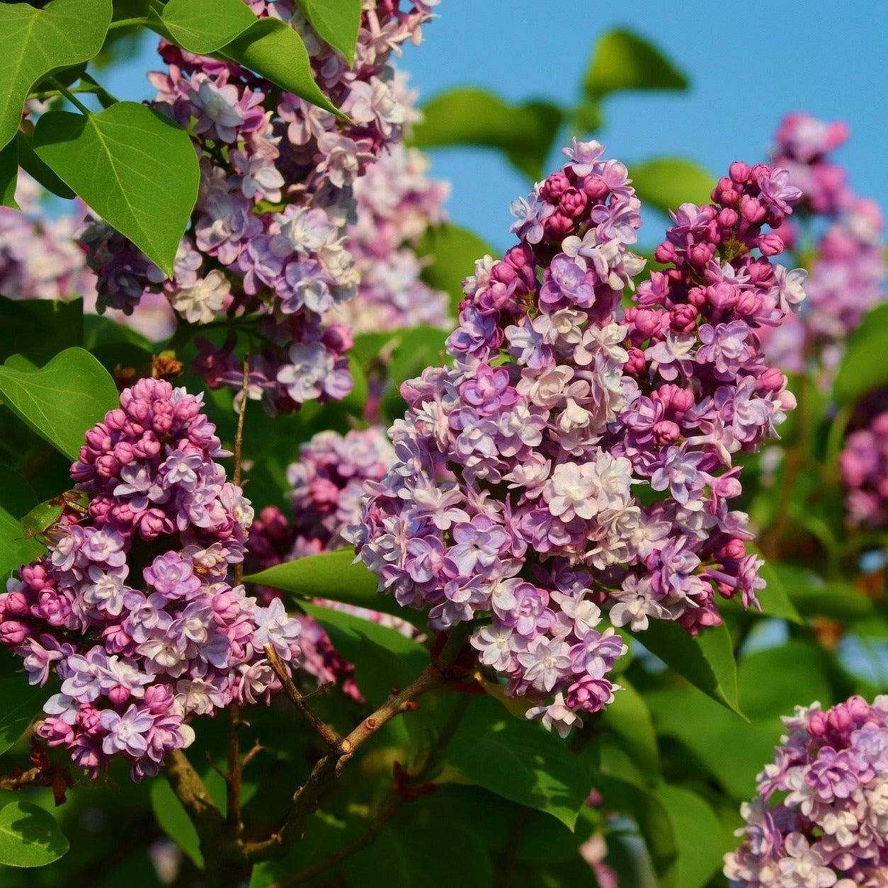 Adelaide Dunbar French Lilac