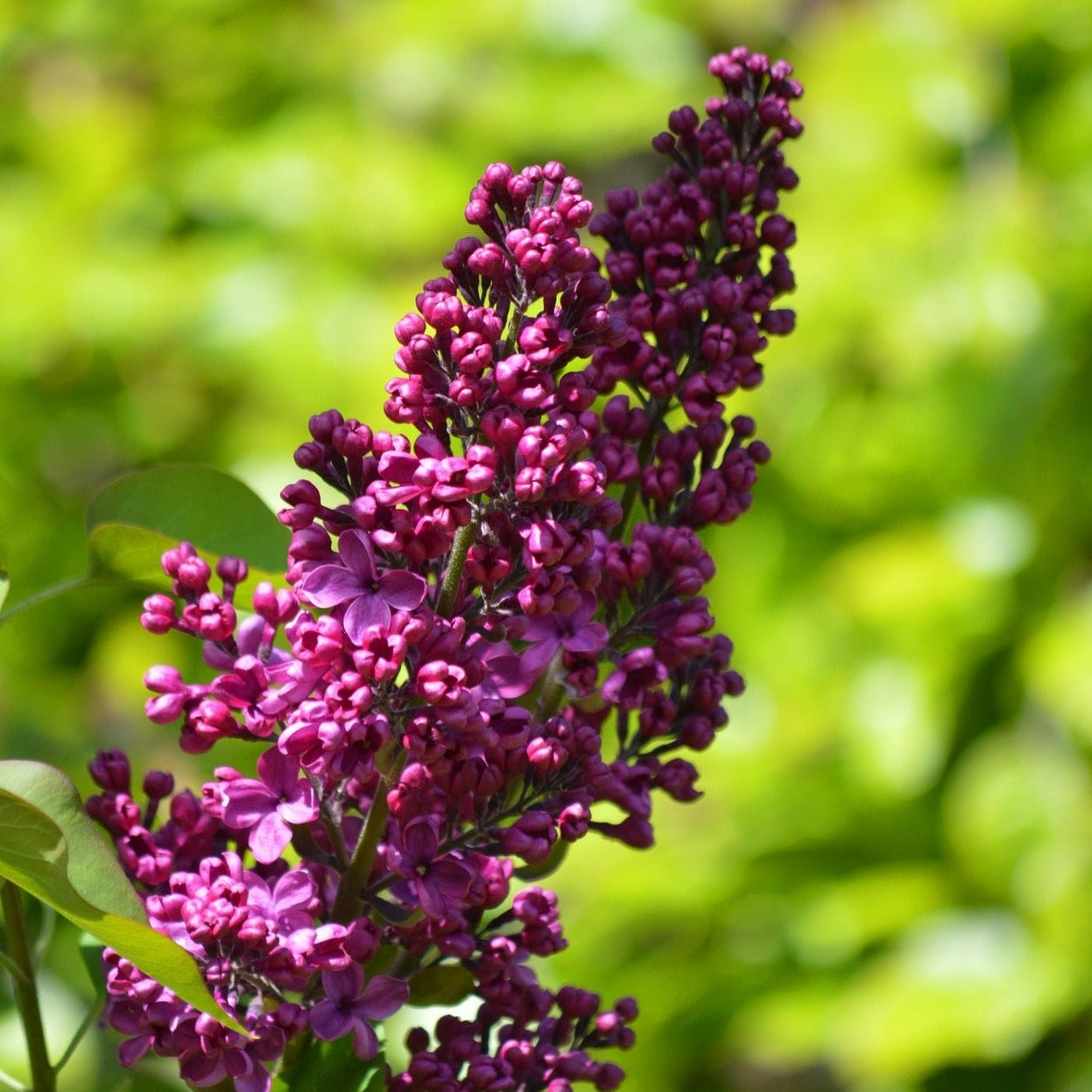 Adelaide Dunbar French Lilac