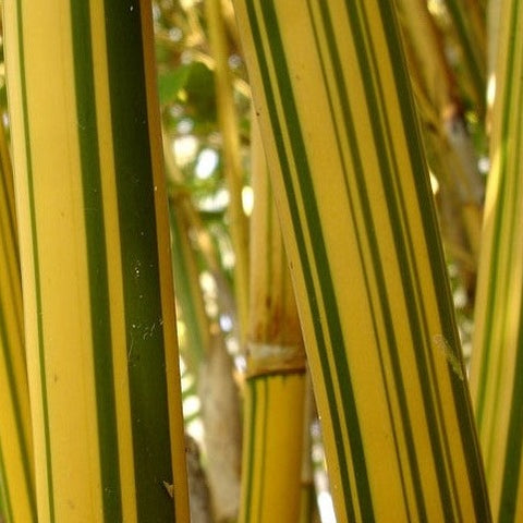 Bambusa Multiplex 'Alphonse Karr' Bamboo