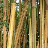 Bambusa Multiplex Alphonse Karr Bamboo Plant For Your Home And Garden