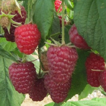 Buy Online Nova Red Raspberry Fruit Plants For Your Home & Garden