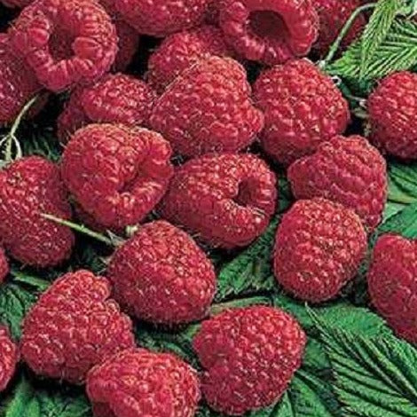 Buy Online Lewis Red Raspberry Fruit Plants For Your Home & Garden