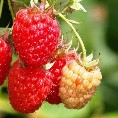 Amity Red  Raspberry