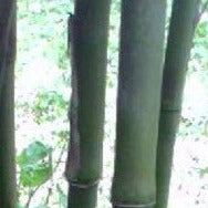 Arundinaria 'Gigantea' River Cane Bamboo