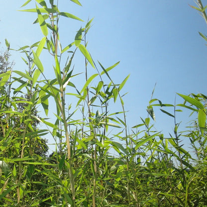 Arundinaria 'Gigantea' River Cane Bamboo