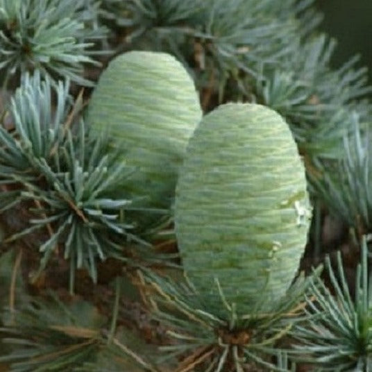 The Atlas Cedar tree  is an evergreen conifer that grows in a pyramidal shape. 
