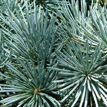 The Atlas Cedar tree  is an evergreen conifer that grows in a pyramidal shape. 