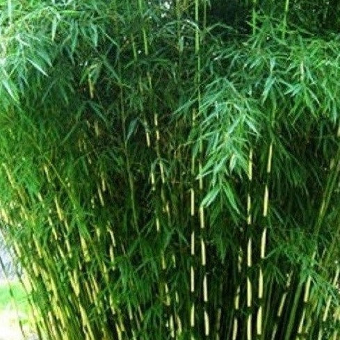 Buy online Japanese Arrow Pseudosasa Japonica Bamboo For Your Garden