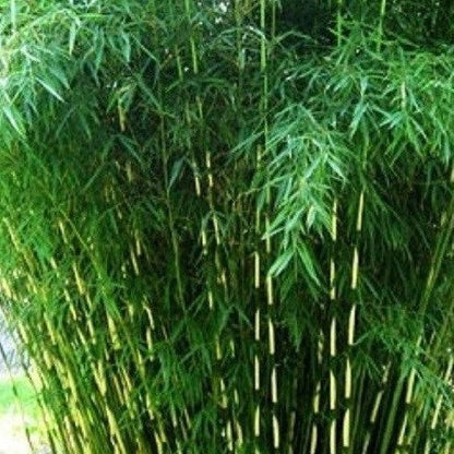 Buy online Japanese Arrow Pseudosasa Japonica Bamboo For Your Garden