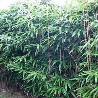 Buy online Japanese Arrow Pseudosasa Japonica Bamboo For Your Garden