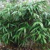 Buy online Japanese Arrow Pseudosasa Japonica Bamboo For Your Garden