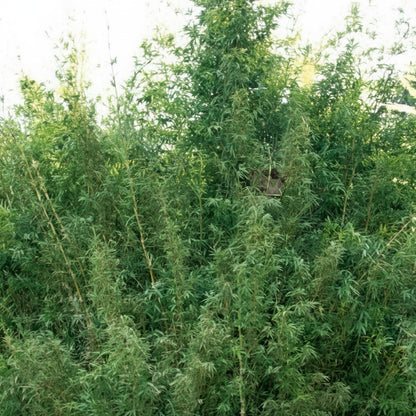 Bambusa multiplex makes a nice screen or hedge for your garden, clumping type of bamboo