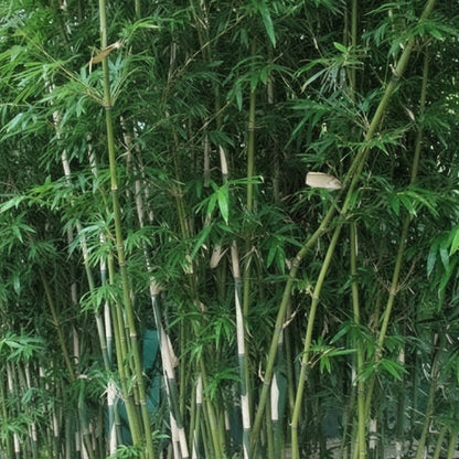 Bambusa multiplex makes a nice screen or hedge for your garden, clumping type of bamboo