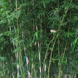 Bambusa multiplex makes a nice screen or hedge for your garden, clumping type of bamboo