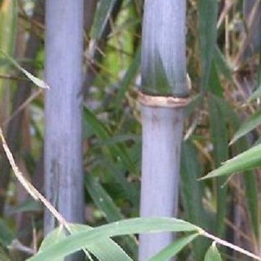 Bashania Fargesii Wind Break Bamboo Plant For Your Garden