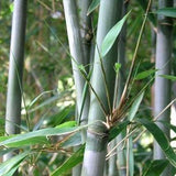 Bashania Fargesii Wind Break Bamboo Plant For Your Garden