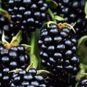 Columbia Star Blackberry