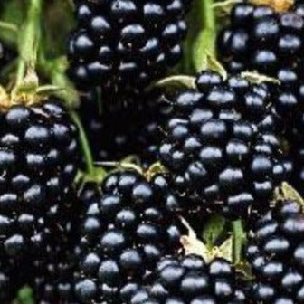 Loch Ness Thornless Blackberry
