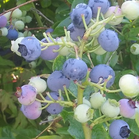 Patriot Blueberry