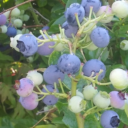 Patriot Blueberry