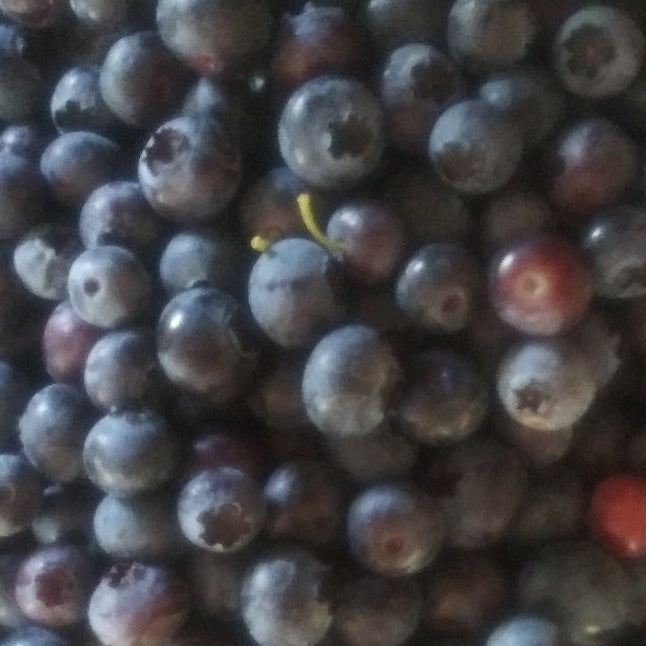Patriot Blueberry