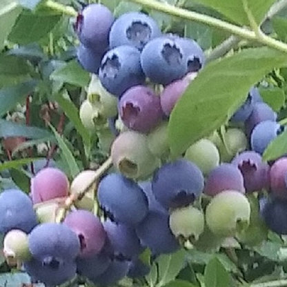 Bluegold Blueberry