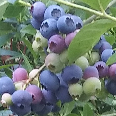 Misty Blueberry