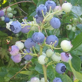 Northcountry Blueberry