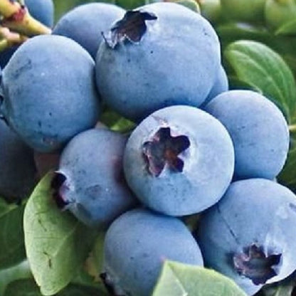 Northland Blueberry