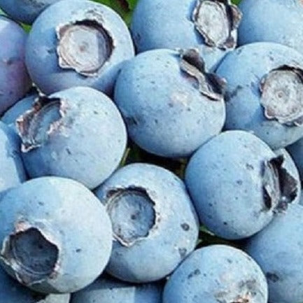 Legacy Blueberry, Box Of 2