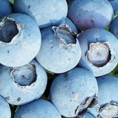 Northcountry Blueberry