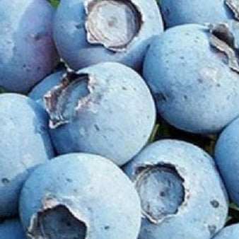 Sweetheart Blueberry