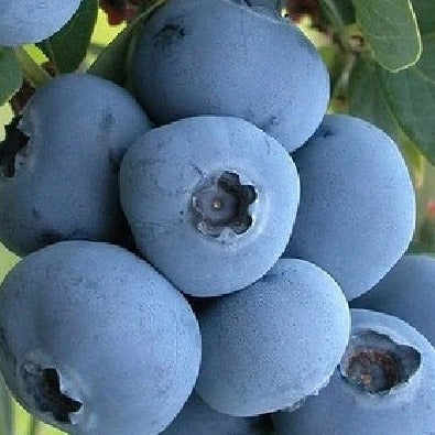 Bluegold Blueberry