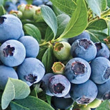 Buy Online CovilleBlueberry For Your Home & Garden From Maya Gardens