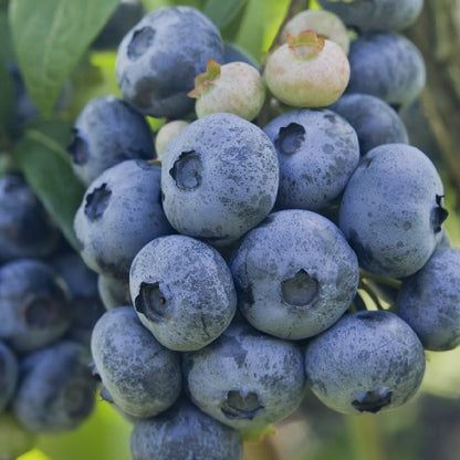 Buy Online CovilleBlueberry For Your Home & Garden From Maya Gardens