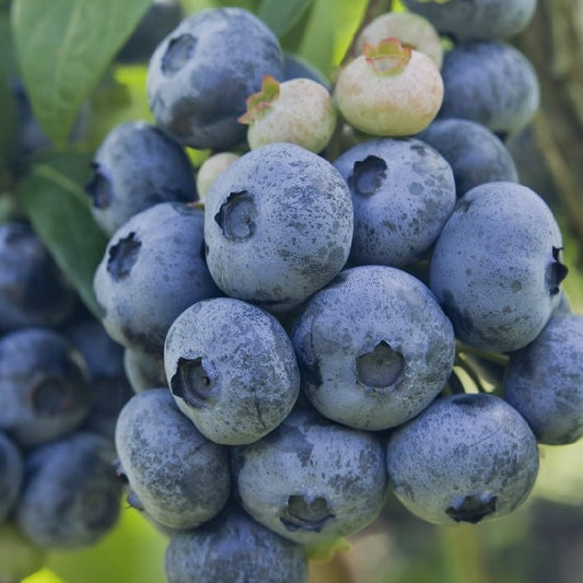 Buy Online CovilleBlueberry For Your Home & Garden From Maya Gardens
