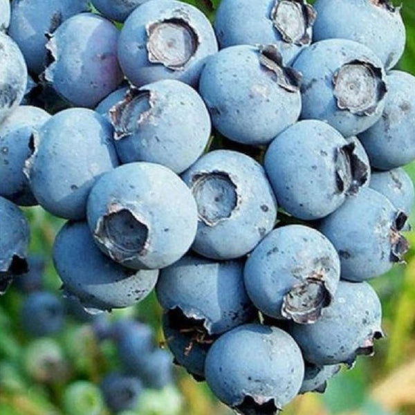 Buy Online Duke Blueberry For Your Home & Garden From Maya Gardens